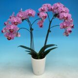 Phal. MS Cute Shinny - Image 2