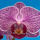 Phal. MS Cute Shinny