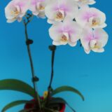 Phal. Star Cute Pinky - Image 2