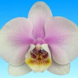 Phal. Star Cute Pinky