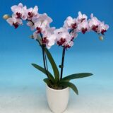Phal. Little Girl - Image 2