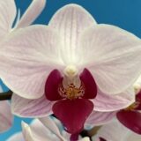 Phal. Little Girl