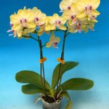 Phal. Star Golden Candy - Image 2