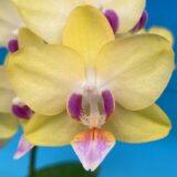 Phal. Star Golden Candy