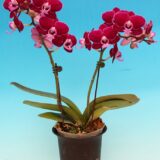 Phal. Star Little Charlie - Image 2