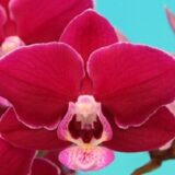 Phal. Star Little Charlie