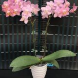 Phal. Pinlong Cheris X Phal. Sogo Gotris - Image 2