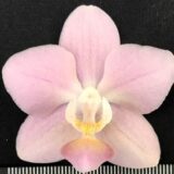 Phal. Pinlong Cheris X Phal. Sogo Gotris
