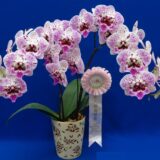 Phal. Kingcar "80467" - Image 2