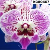 Phal. Kingcar "80467"