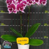 Phal.Charming Chibi Maruko - Image 2