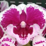 Phal.Charming Chibi Maruko