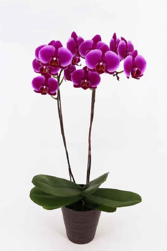 Phal. MS Juliet Princess – Welcome to Orchid Cultivators