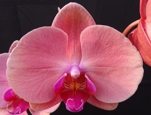 Phal. Taida Momoko “9903” – Welcome to Orchid Cultivators