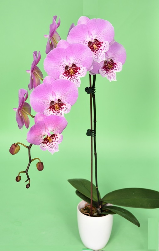 Phal. Younghome “6116” – Welcome to Orchid Cultivators