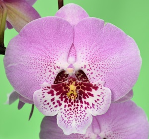 Phal. Younghome “6116” – Welcome to Orchid Cultivators