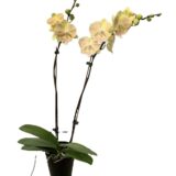 Phal. Gan Lin Vancouver - Image 2