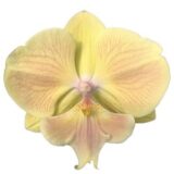 Phal. Gan Lin Vancouver