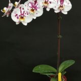Phal. Gan Lin Dumai "355" - Image 2