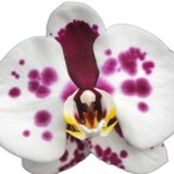 Phal. Gan Lin Dumai "355"