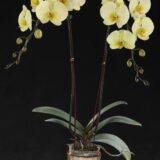 Phal. Fangmei '1533' - Image 2