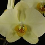Phal. Fangmei '1533'