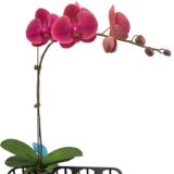 Phal. Gan Lin Chihuahua '1709' - Image 2