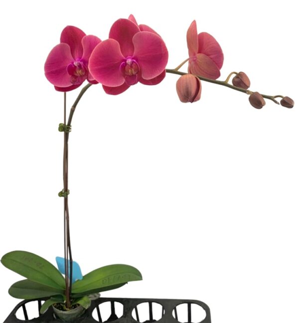 Phal. Gan Lin Chihuahua '1709' - Image 2