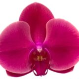 Phal. Gan Lin Chihuahua '1709'