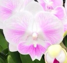 Phal. Aritsan Flora '2034'