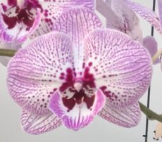 Phal. Aritsan Flora '2340'