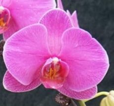 Phal. Jiuhbao '3891'