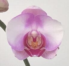 Phal. Aritsan Flora '2399'