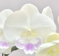 Phal. Aritsan Flora '2120'