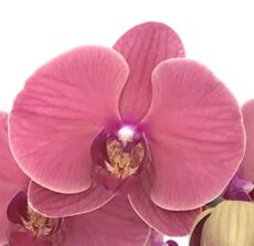 Phal. Aritsan Flora '2271'