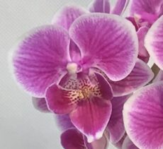 Phal. Aritsan Flora '2418'