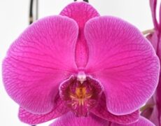 Phal. Younghome Red Angel '150'