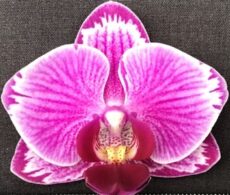 Phal. Wedding Promenade X Phal. Hwafeng Red Jewel