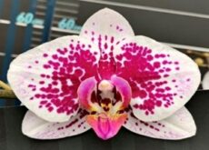 Phal. Long Pride VD7 '0972'