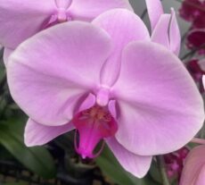 Phal. Colorfulcloud '22'