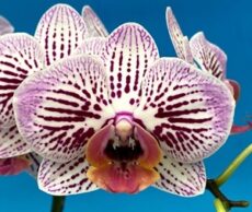 Phal. Star 'S2041'