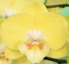 Phal. Younghome Golden Interesting