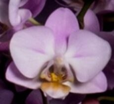 Phal. Nobby's Cherry Blossom '526'