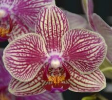 Phal. Chi Yueh Orange Beauty '80'