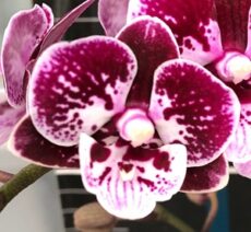 Phal. Lianher Coral '1061-20'