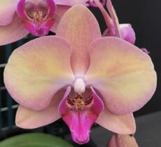 Phal. OX Wedding Dress '3040'