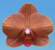 Phal. I-Hsin Sunny Juice '2604'