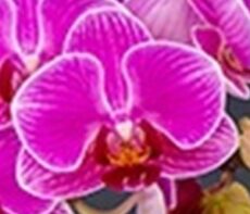 Phal. I-Hsin Rose Canary '2673'
