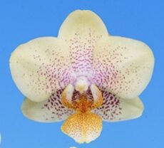 Phal. I-Hsin Skittles '2513'