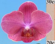 Phal. I-Hsin Red Shoes Lady '2545'